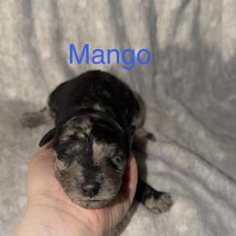 Mango - Merle male Goldendoodle puppy in Richmond, Texas from Harper’s Heartbeats