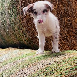 Boy 1 - blue collar - red merle - Red merle male Border Collie puppy in Minden, Iowa from Rocking N Registered Border Collies & Labradors