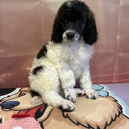 Benny - Parti male Poodle puppy in Mobile, Alabama from Semmy’s Standard Poodle LLC