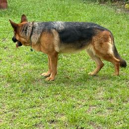 Cora - German Shepherd