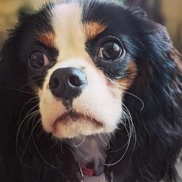 Cavalier King Charles Spaniels from Zadira