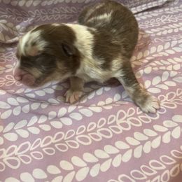 Sebastian - Red merle Australian Shepherd puppy in Lee, Florida from Lovey-dovey Aussies & Yorkies