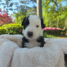 Oreo - Black & white female Australian Shepherd puppy in Summerville, South Carolina from Flowertown Aussies