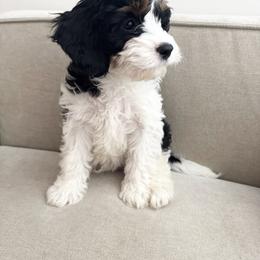 Zeppelin - Tri-color male Cavapoo puppy in Linden, Michigan from Maple Drive Doodles