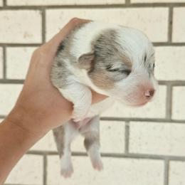 Puzzle - Blue merle and white female American Corgi puppy in Midway, Arkansas from Wildlings & Wild Things Homestead