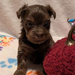 Ginger - Chocolate and tan female Yorkshire Terrier puppy in Gatesville, Texas from KontryKritterz Yorkies