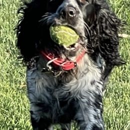 English Springer Spaniels from Log Cabin Springers