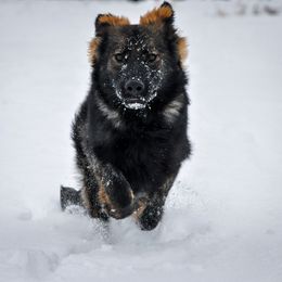 German Shepherd Puppies from Des Hausraben Shepherds