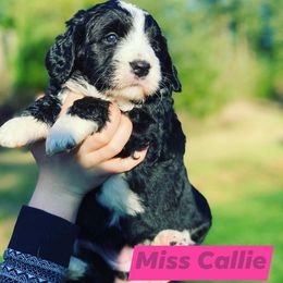 Bernedoodle and Double Doodle Puppies from Cloud Nine Doodles