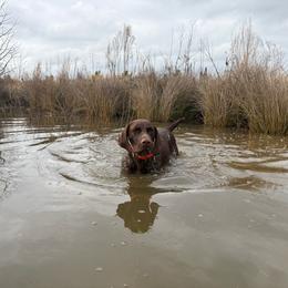 Kelly - German Shorthaired Pointer