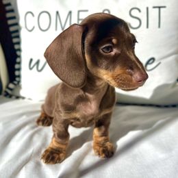 Dachshund Puppies from Weenie Bros