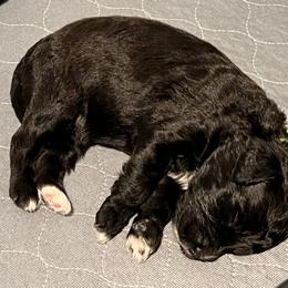 Aussiedoodle Puppies from Happy Hippy Doodles