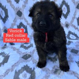 Yorick - Sable male German Shepherd puppy in New Cambria, Missouri from Des Hausraben Shepherds