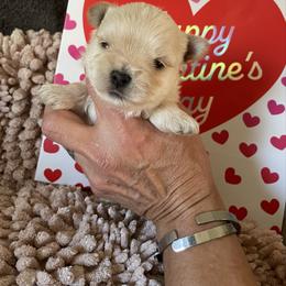 Pierce - White and tan male Morkie puppy in Taylorsville, North Carolina from Mountain Top Hot Tailz