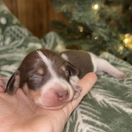 Billy - Piebald male Dachshund puppy in Goldthwaite, Texas from Mini Mama Dachshunds