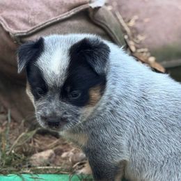 Cinch - Blue male Australian Cattle Dog puppy in Cottage Grove, Oregon from Heirloom Ranch