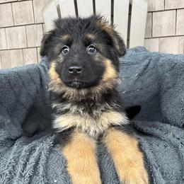 Iris - Black and red female German Shepherd puppy in Garland, Maine from Vom Schön Traumhund