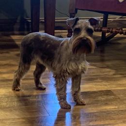 Ellie - Miniature Schnauzer