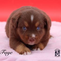 Fawn - Red tri female Miniature Australian Shepherd puppy in Weeki Wachee, Florida from Arlington's Mini Aussies
