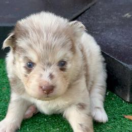 Drake - Merle male Pomsky puppy in Spring Hill, Florida from PDQ Pomskies