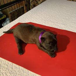 Belgian Malinois Puppies from Akadamie Belgian Malinois'