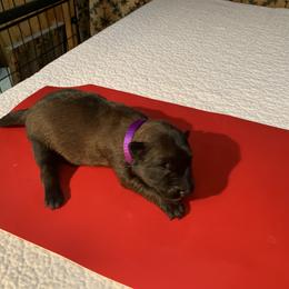 Belgian Malinois Puppies from Akadamie Belgian Malinois'
