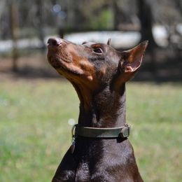 Fancy - Doberman Pinscher