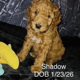 Goldendoodle Puppies from A&B Happybreeds