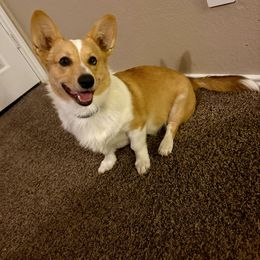 Ruben - American Corgi