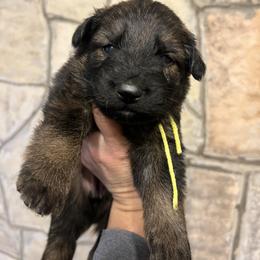 Lady (yellow) - Sable female German Shepherd puppy in Boerne, Texas from Sudenblick German Shepherds
