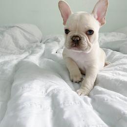 French Bulldog Puppies from Cream of the Crop Frenchies