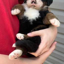 Chase OFA - Black rust and white male Bernese Mountain Dog puppy in Strasburg, Ohio from Lois Allison