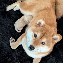 Cream boy - Cream male Shiba Inu puppy in Muskogee, Oklahoma from K-Bar Shibas