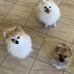 Pomeranian Puppies from Jonna's Poms