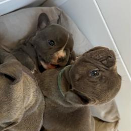 Blue collar - Blue male French Bulldog puppy in Livingston, Texas from Drake Home Frenchies