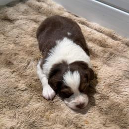 Rune - Red tri male Miniature Australian Shepherd puppy in Shingletown, California from Whiskeytown Aussies