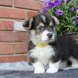 Pembroke Welsh Corgi Puppies from Salted Rim Corgis
