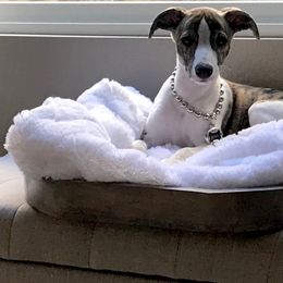 Whippet Puppies from Wyndham Whippets