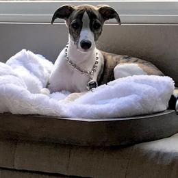 Whippet Puppies from Wyndham Whippets