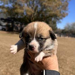 Red and white female 3 - Red female Pembroke Welsh Corgi puppy in Ocala, Florida from Rivermont Farm