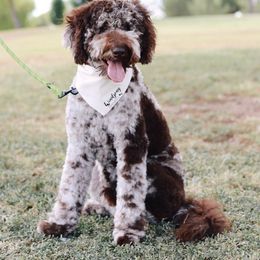 Benjamin - Goldendoodle