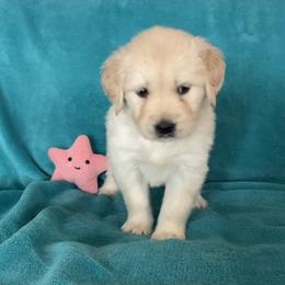 Pinkie - Light golden female Golden Retriever puppy in Ennis, Texas from Amberidge Golden Retrievers