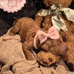 Ligth Pink - Red  female Poodle puppy in El Paso, Texas from Paws Of Beauty