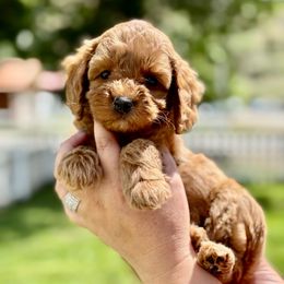 Atlas - male Double Doodle puppy in Columbus, Montana from Comfort Doodle