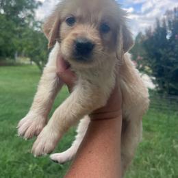 Red collar - Golden female Golden Retriever puppy in Jesup, Georgia from Painted Platinum Retrievers (Painted Platinum Kennel) PPK