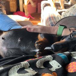 Peanut - Dachshund