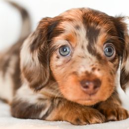 Tillie - Dapple female Dachshund puppy in Waco, Texas from LHC Dachsunds