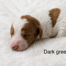 Dark green collar boy - Parti male Goldendoodle puppy in Vian, Oklahoma from Dog Days Doodles