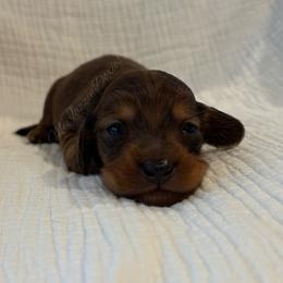 Dapple boy 2 - Dapple male Dachshund puppy in Chehalis, Washington from McJazzin Doxies