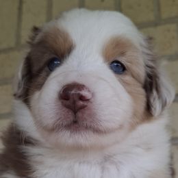 Aussiedoodle and Miniature Australian Shepherd Puppies from Aussies Acre